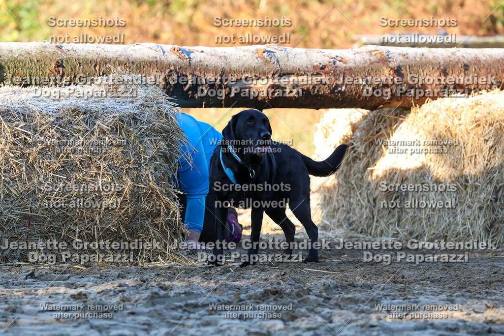 Dog Paparazzi - Strongdog 10-25-697 | Dog Paparazzi Jeanette Grottendiek Fotografie & Videografie - Realisiert mit Pictrs.com