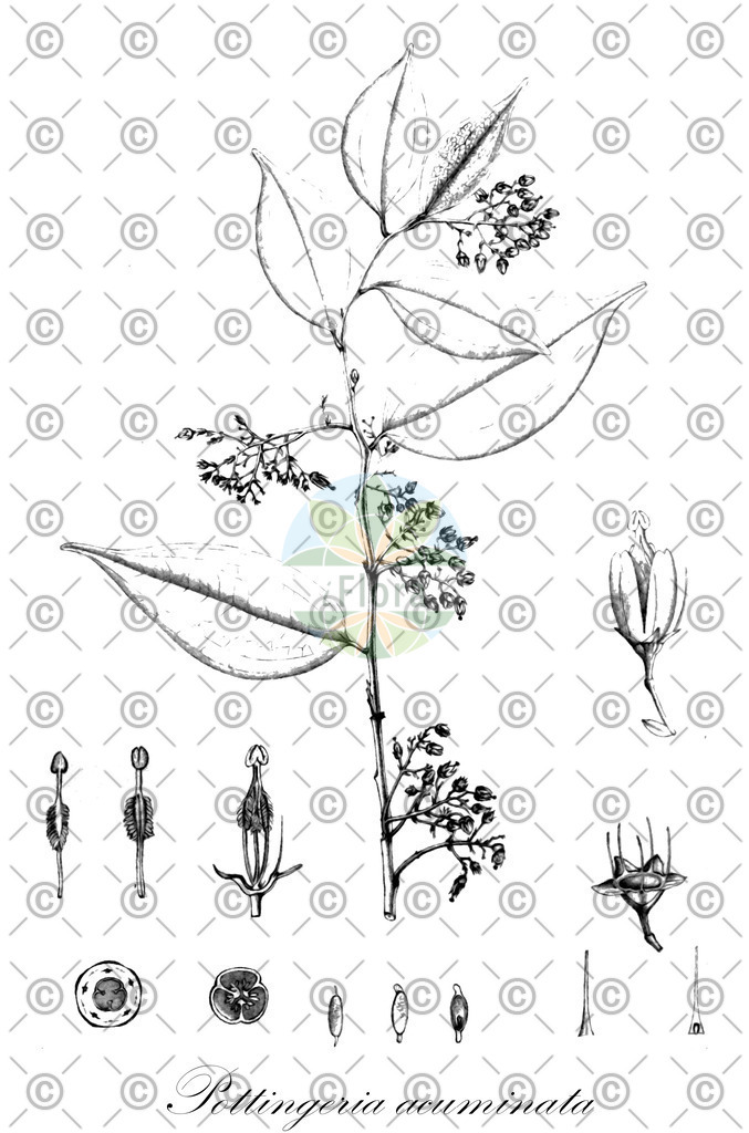 HistAbb_wfo-0001016665_1_ENZY_Simple | Historische Abbildung von Pottingeria acuminata - Celastraceae | Historical Illustration of Pottingeria acuminata - Celastraceae
