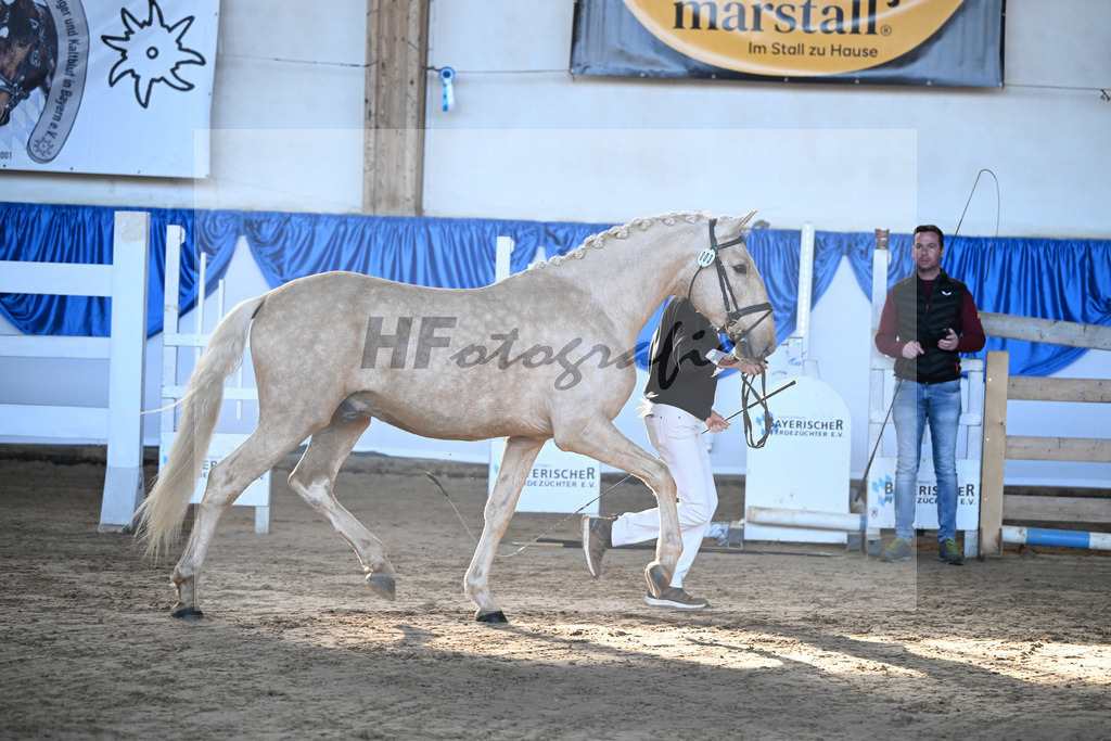 Kat-Nr. 3 Teneree Terrapaz v. Miura de Cais_Landfried_9260061 | hf-fotografie - Realisiert mit Pictrs.com