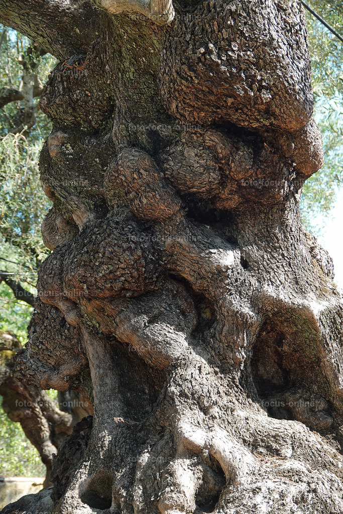Stories of the Ancient Olive Trees | Ancient Olive Trees