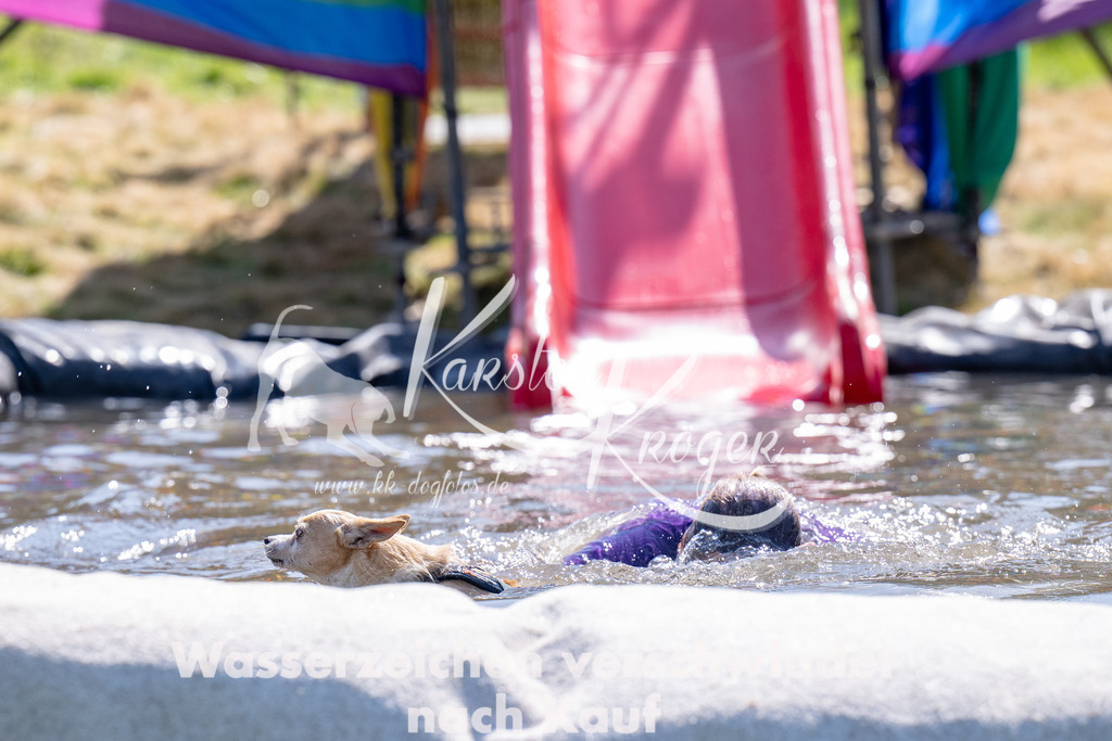 1416_ZZ94163 | kk-dogfotos