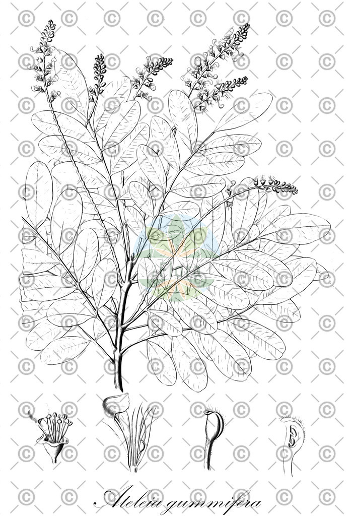 HistAbb_EMP_107154_6_ALPEN_Simple | Historische Abbildung von Ateleia gummifera - Fabaceae | Historical Illustration of Ateleia gummifera - Fabaceae