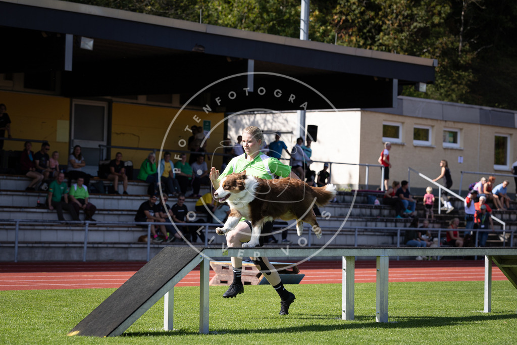 Pfotenfotografie_DV3A0489 | Hundefotografie, Tierfotograf, Pfotenfotografie, Fotoshooting Hund, Hunde Portrait, Hundesport, Hundeportraits, Heideshooting, Hunde, Sportfotograf, Hundefotograf, Turnierhundsport, THS,  - Realisiert mit Pictrs.com