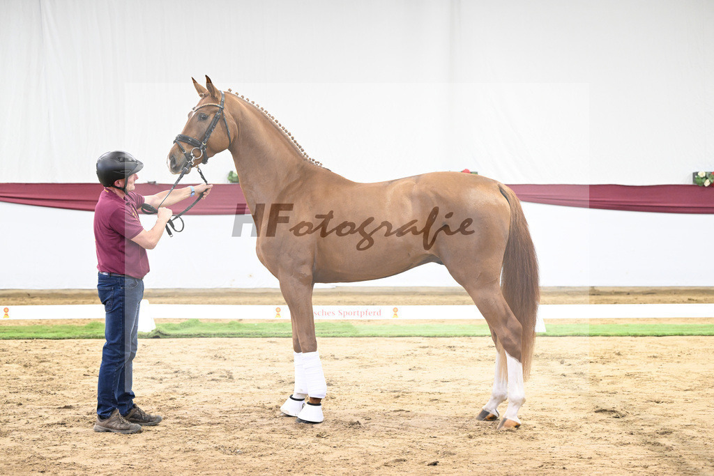 Kat-Nr. 22 Secret x Revolution_Gestuet Greim_47250612 | hf-fotografie - Realisiert mit Pictrs.com