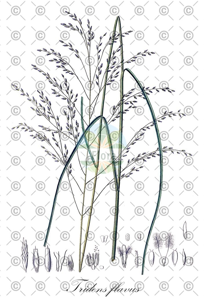 HistAbb_wfo-0001160852_1_ENZY_Simple | Historische Abbildung von Tridens flavus - Poaceae | Historical Illustration of Tridens flavus - Poaceae