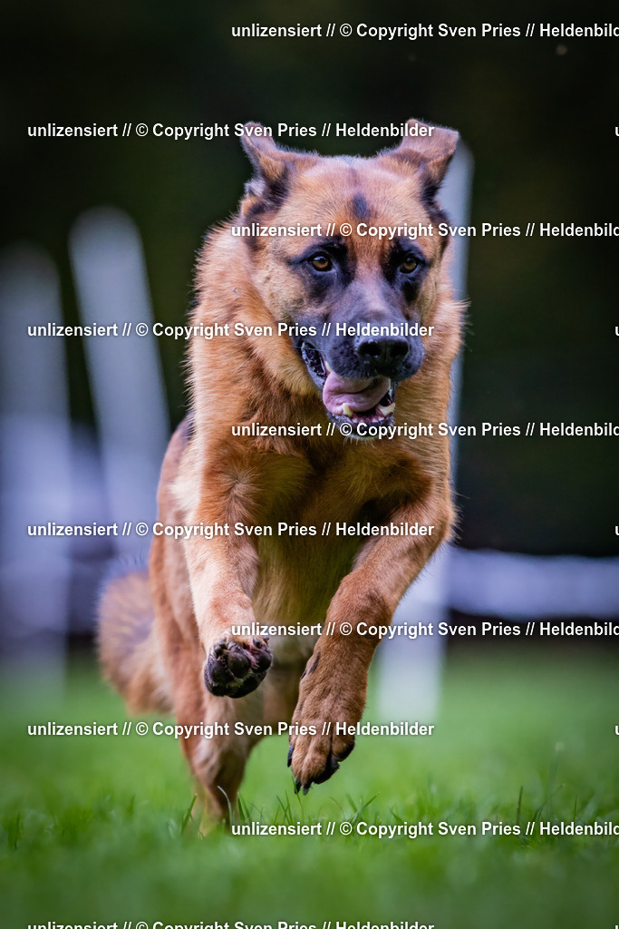 Sven Pries | 2024-10-19 - Hunderennen Ober-Grombach - Realisiert mit Pictrs.com