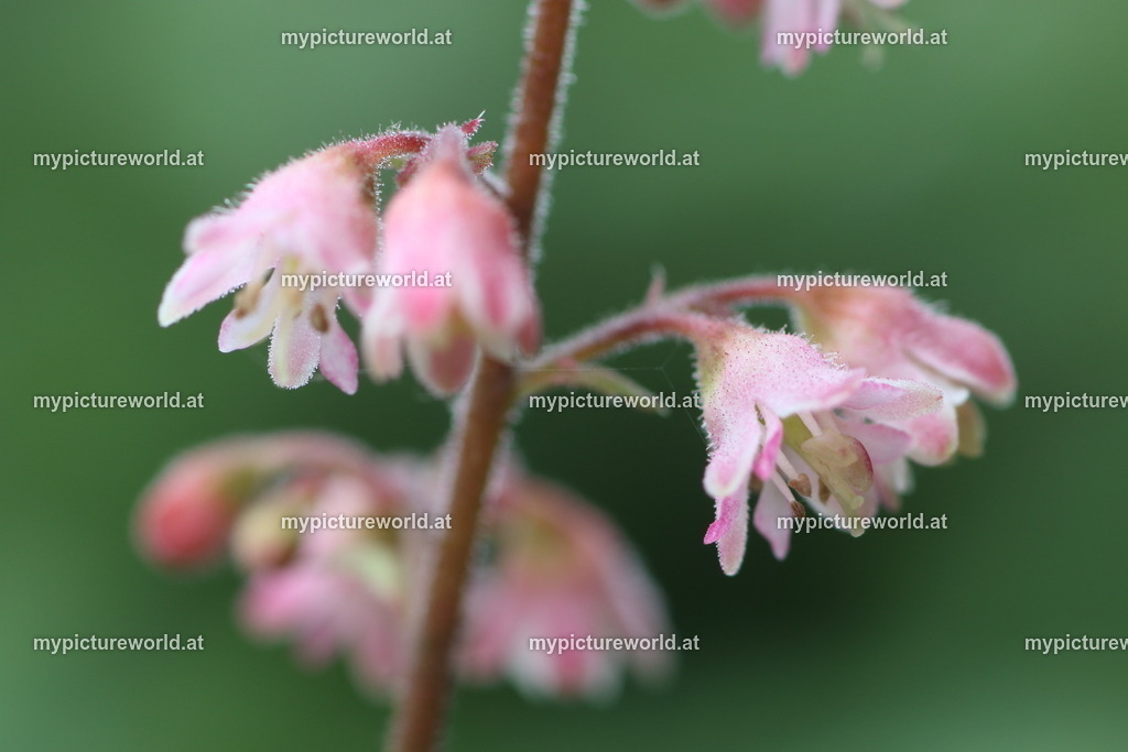 Purpurglöckchen-004 | Das Bilderarchiv über Tiere, Planzen und Landschaften. In der Bilddatenbank finden Sie ein große Auswahl an hochwertigen Bilder für Ihre Werbung - Realisiert mit Pictrs.com