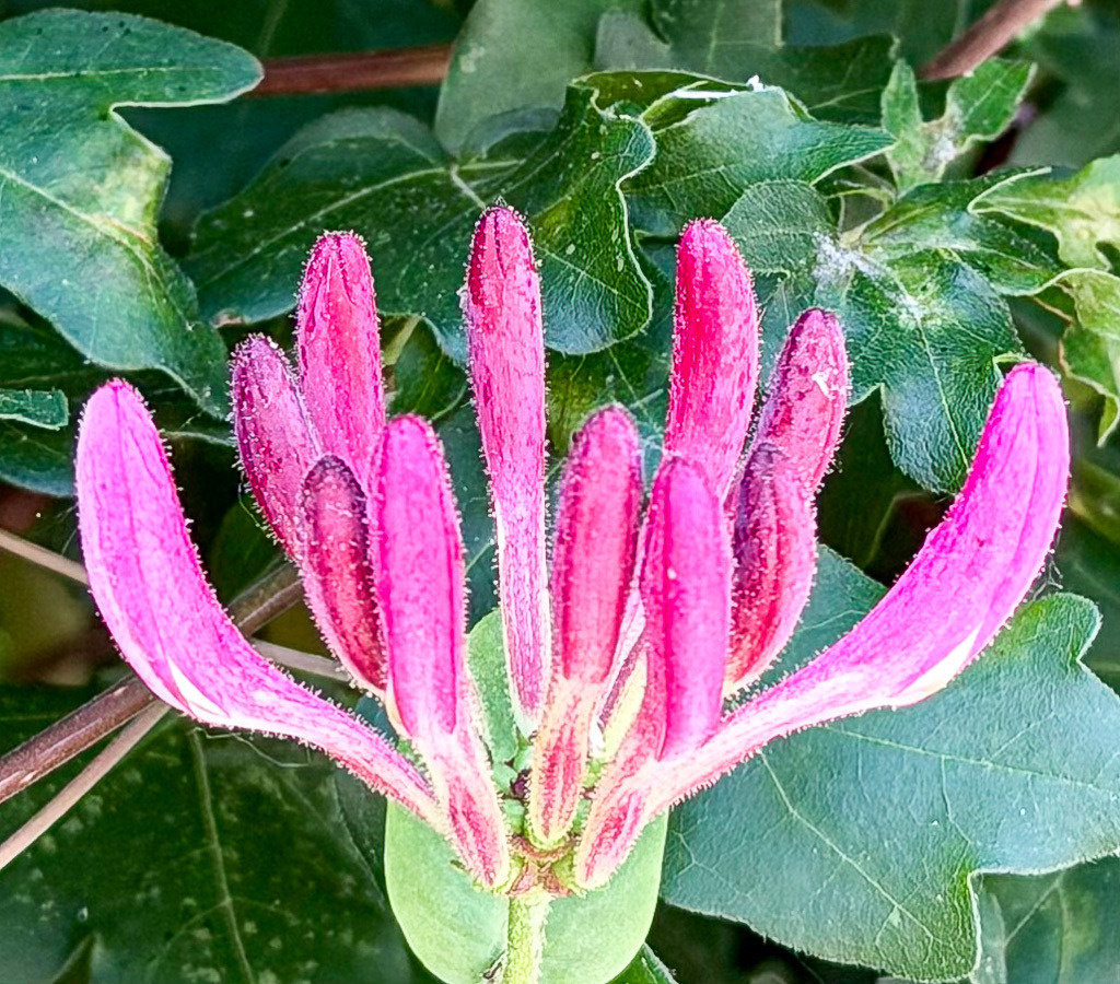 Pink Honeysuckle Buds | A botanical close-up of unopened honeysuckle buds (Lonicera) glowing in vivid pink tones before blooming. The unusual organic shapes, soft textures and rich colors create an exotic and dreamlike garden scene full of delicate natural beauty. - Realisiert mit Pictrs.com