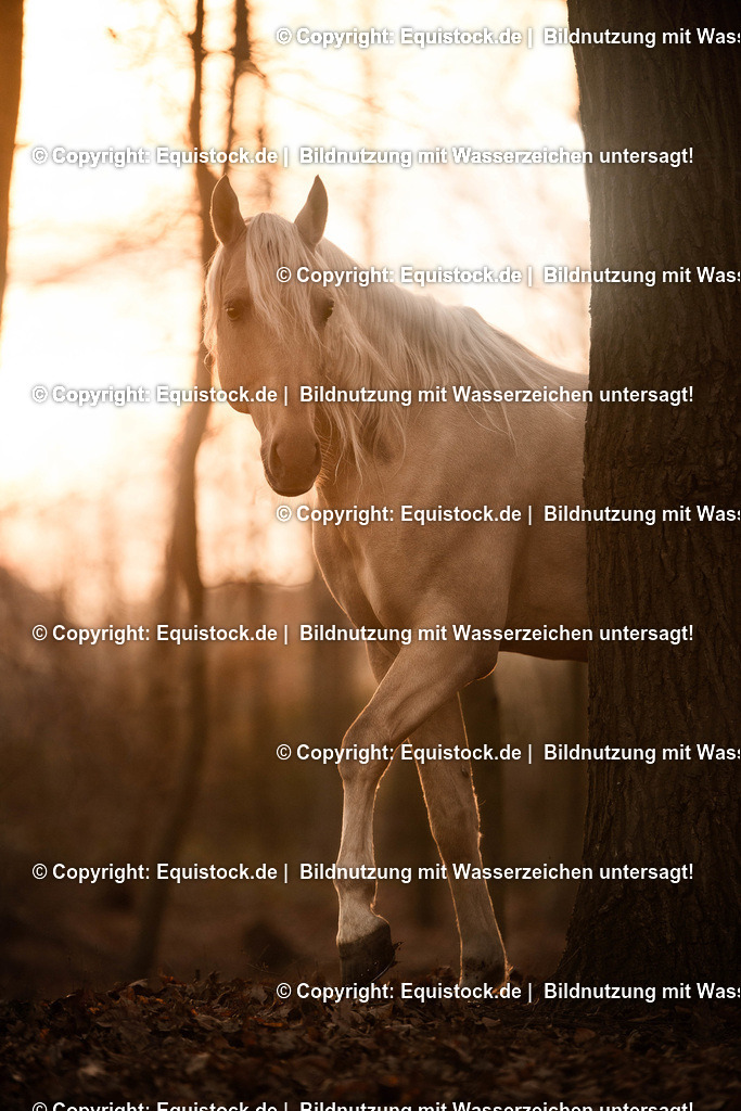 20161221_Pferd_im_Wald_0001 | equistock
