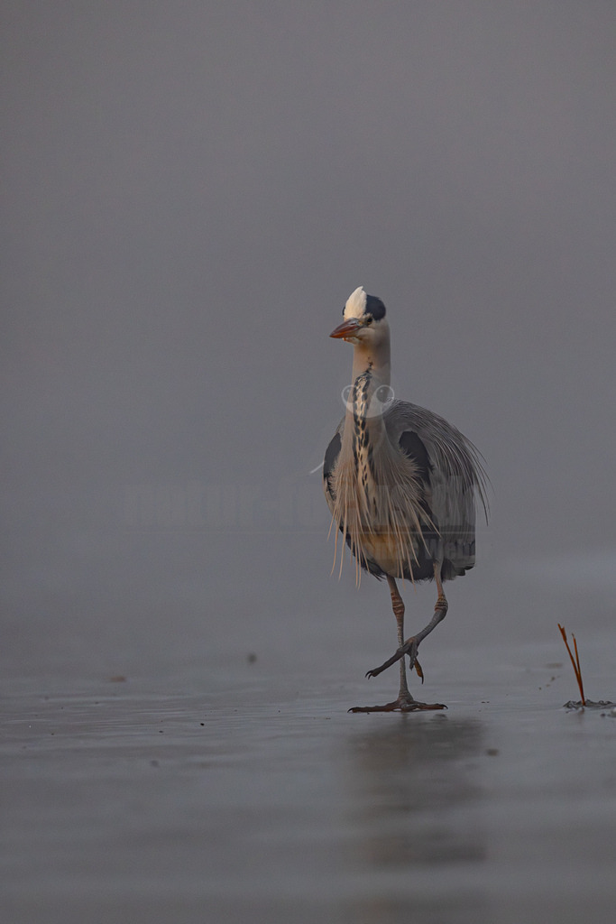 R5M29107_20251228 | Ein Graureiher (Ardea cinerea) schreitet auf einer spiegelnden, eisigen oder sehr flachen Wasseroberfläche. Der Vogel ist in der Mitte des Bildes positioniert und blickt nach links. Sein Gefieder ist überwiegend grau mit weißen und schwarzen Akzenten am Kopf und Hals. Der Schnabel ist orangefarben. Der Hintergrund ist unscharf und neblig, was eine ruhige und kühle Atmosphäre schafft. Am rechten Bildrand sind einige vertrocknete Pflanzenstängel zu sehen. - Realisiert mit Pictrs.com