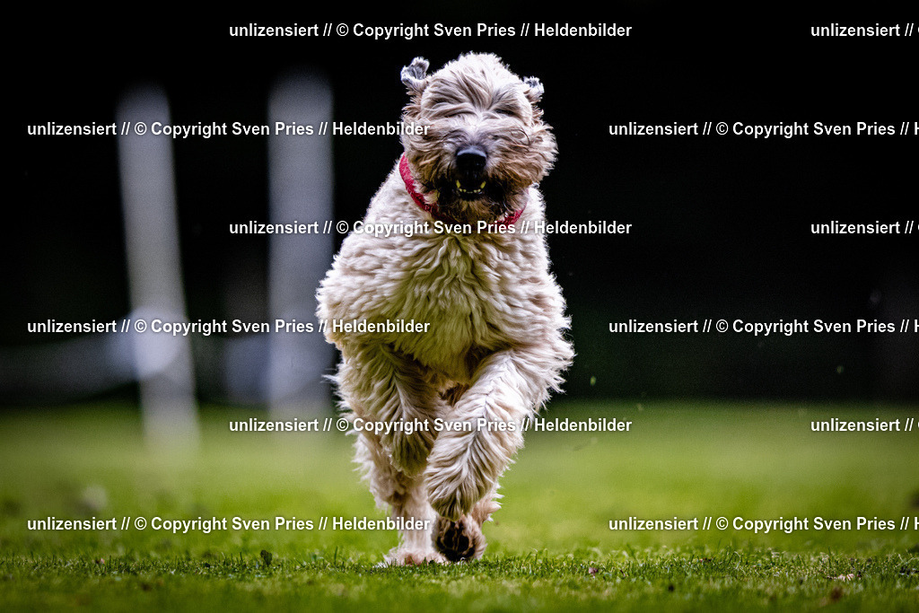 Sven Pries | 2025-10-03 - Hunderennen Obergrombach - Realisiert mit Pictrs.com