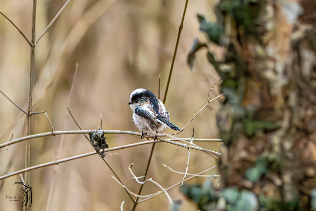 Schwanzmeise | Holzisphotography, Landschaftsfotografie, Wildlifefotogorafie - Realisiert mit Pictrs.com