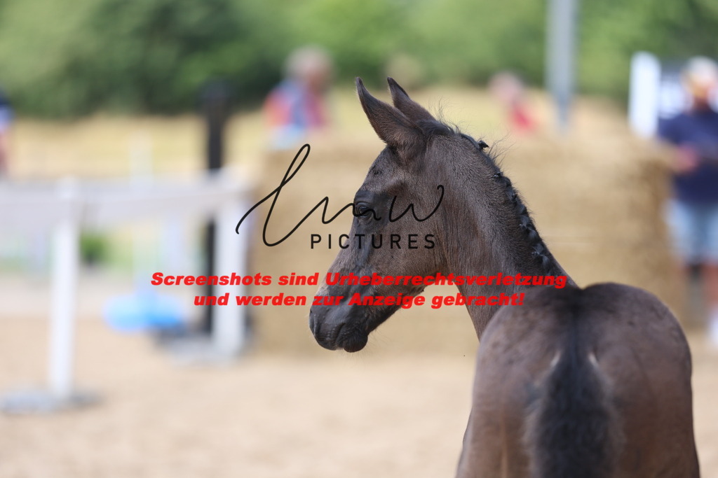 Fohlenschau_Schwäbisch_Hall_dressurbetonte_Fohlen_KN 17_7 | lmwpictures - Realisiert mit Pictrs.com