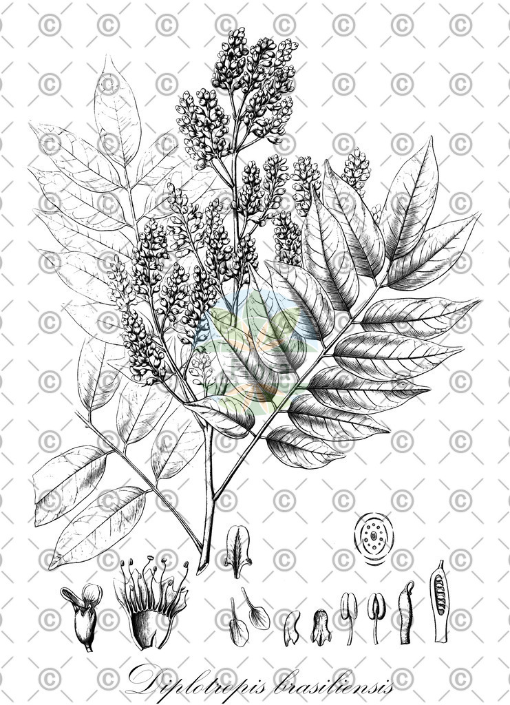 HistAbb_wfo-0000944190_1_ENZY_Simple | Historische Abbildung von Diplotropis brasiliensis - Fabaceae | Historical Illustration of Diplotropis brasiliensis - Fabaceae