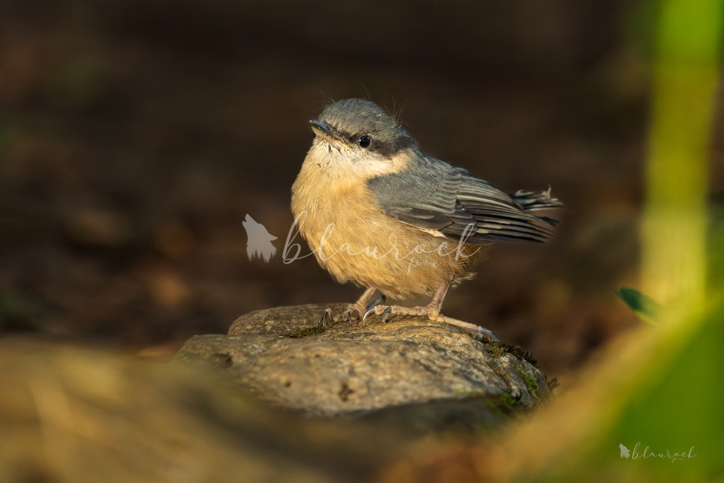 701A2184 | Sportbilder, Sportfotograf, Hochzeits- und Eventfotografin, Flugshows, Portraits und Tiershooting, Aviation, Downhill, Nationalleague, Swissleague, International
