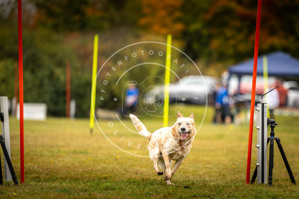 Pfotenfotografie_DV3A2032 | Hundefotografie, Tierfotograf, Pfotenfotografie, Fotoshooting Hund, Hunde Portrait, Hundesport, Hundeportraits, Heideshooting, Hunde, Sportfotograf, Hundefotograf, Turnierhundsport, THS,  - Realisiert mit Pictrs.com