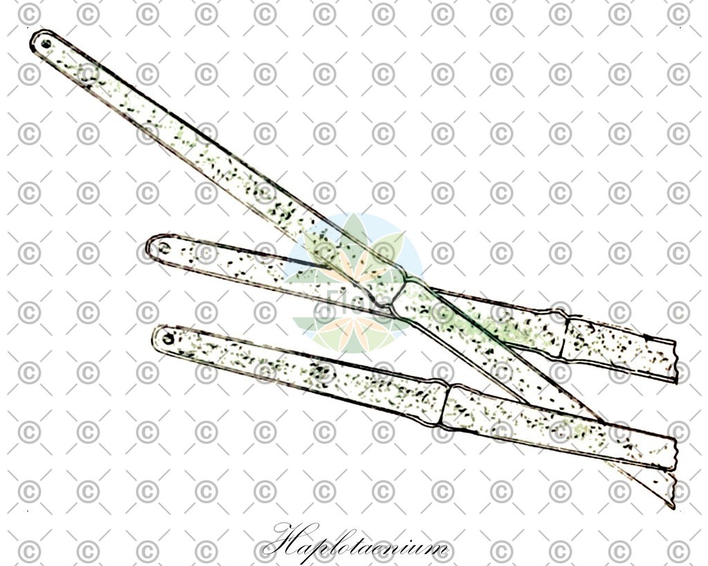 HistAbb_wfo-0000185032_1_ENZY_Simple | Historische Abbildung von Haplotaenium - Desmidiaceae (0) | Historical Illustration of Haplotaenium - Desmidiaceae (0)