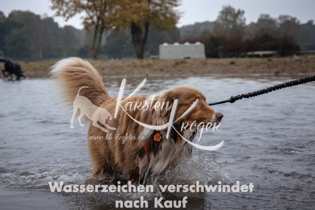 0912_ZZ94736 | kk-dogfotos
