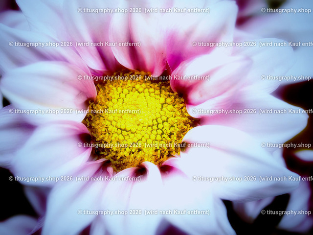 titusgraphy-P6100535_var-141 | Fotokunstarbeit aus der INSTAGRAM-Gallerie auf titusgraphy.eu - Realisiert mit Pictrs.com