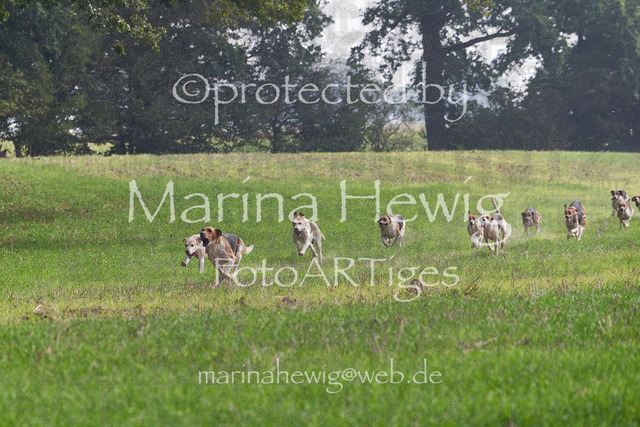 09-23 Jagd Perdöl_MCH9857_Marina Hewig | Fotografie, FotoArt, PferdesportArt, Pferdesportfotografie, Landschaftsfotografie, Reisefotografie, Reise, Pferde - Realisiert mit Pictrs.com