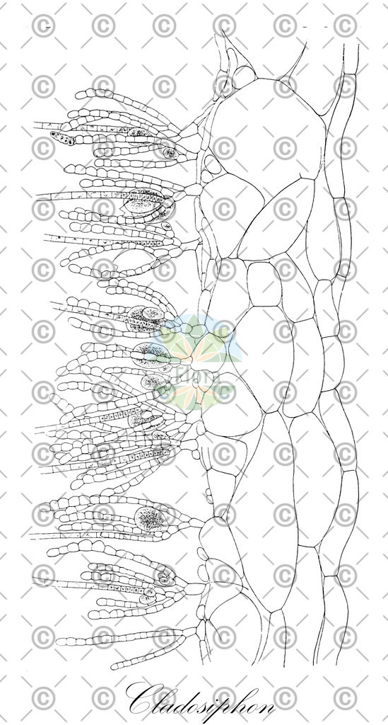 HistAbb_7NT22_1_ENZY_Simple | Historische Abbildung von Cladosiphon - Chordariaceae (0) | Historical Illustration of Cladosiphon - Chordariaceae (0)