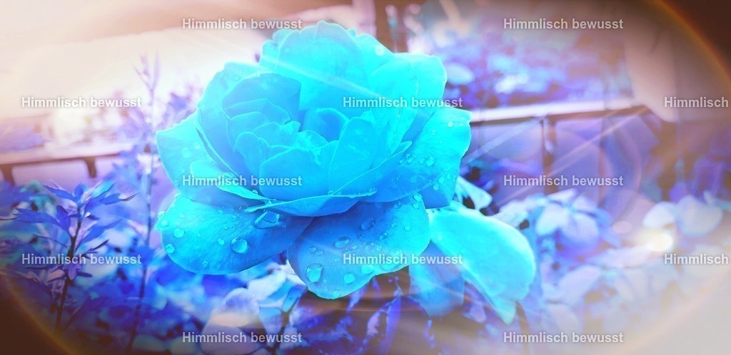 20230918_122111 | Energiebilder der neuen Zeit aus der  Natur,  Tauchen Sie ein in neue Dimensionen, Viola Bous, Dieburg, - Licht_Art-Coaching,  - Realisiert mit Pictrs.com