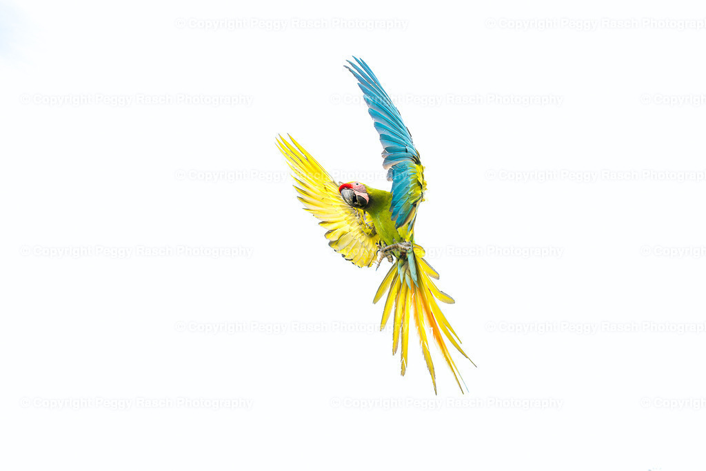 Ara (4) | PeggyRaschPhotography - Realisiert mit Pictrs.com