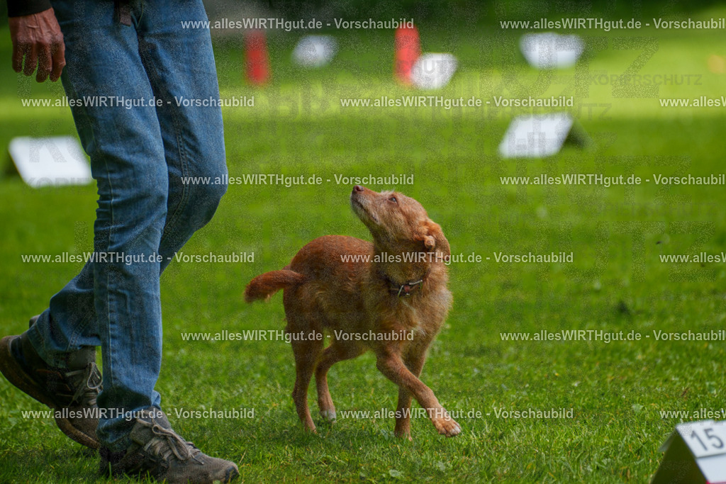 @allesWIRTHgut_Tierfotografie - www.allesWIRTHgut.de - 7R504222 | Professionelle Tierfotografie in Mönchengladbach von Daniel Wirth (allesWIRTHgut). Liebevolle & natürliche Bilder von Hunden & Katzen für unvergessliche Erinnerungen.