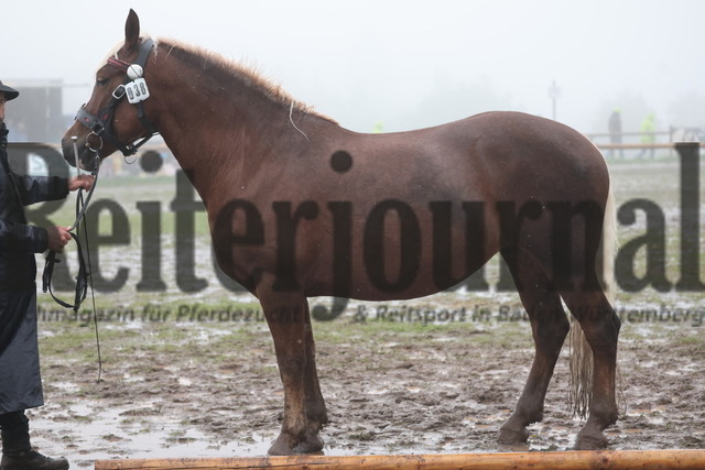 St.Märgen_Rossfest_2025_4 und 5-jährig. Stuten_ KN_38 | Alle Fotos der Reiterjournal Fotografin Doris Matthaes im Reiterjournal Online-Fotoshop. - Realisiert mit Pictrs.com