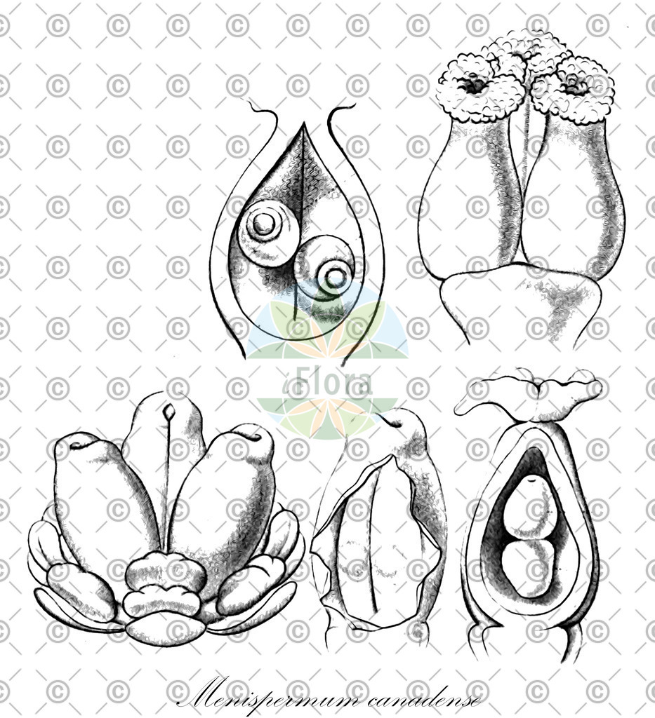 HistAbb_wfo-0001083814_4_ENZY_Simple | Historische Abbildung von Menispermum canadense - Menispermaceae | Historical Illustration of Menispermum canadense - Menispermaceae (canada moonseed;ménisperme du canada;moonseed)