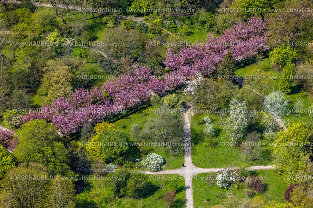 Dortmund230401940 | Luftbild, Blühende Kirschblütenallee im Rombergpark, Rombergpark-Lücklemberg, Dortmund, Ruhrgebiet, Nordrhein-Westfalen, Deutschland