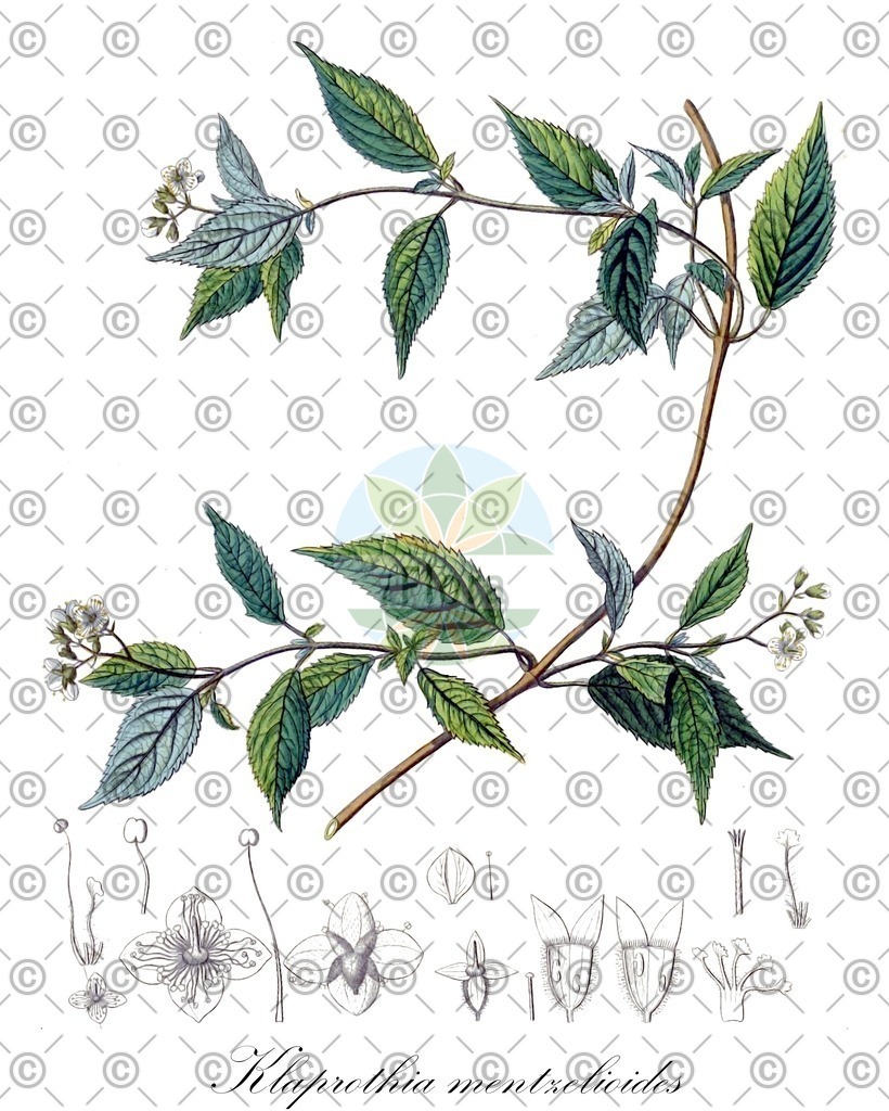 HistAbb_EMP_7522495_1_FloraD_Simple | Historische Abbildung von Klaprothia mentzelioides - Loasaceae | Historical Illustration of Klaprothia mentzelioides - Loasaceae