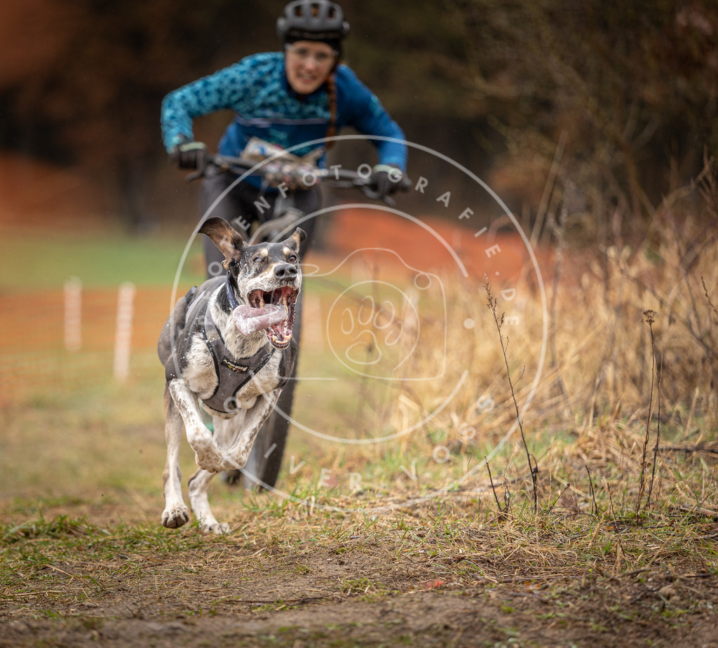 DV3A9351 | Hundefotografie, Tierfotograf, Pfotenfotografie, Fotoshooting Hund, Hunde Portrait, Hundesport, Hundeportraits, Heideshooting, Hunde, Sportfotograf, Hundefotograf, Turnierhundsport, THS,  - Realisiert mit Pictrs.com