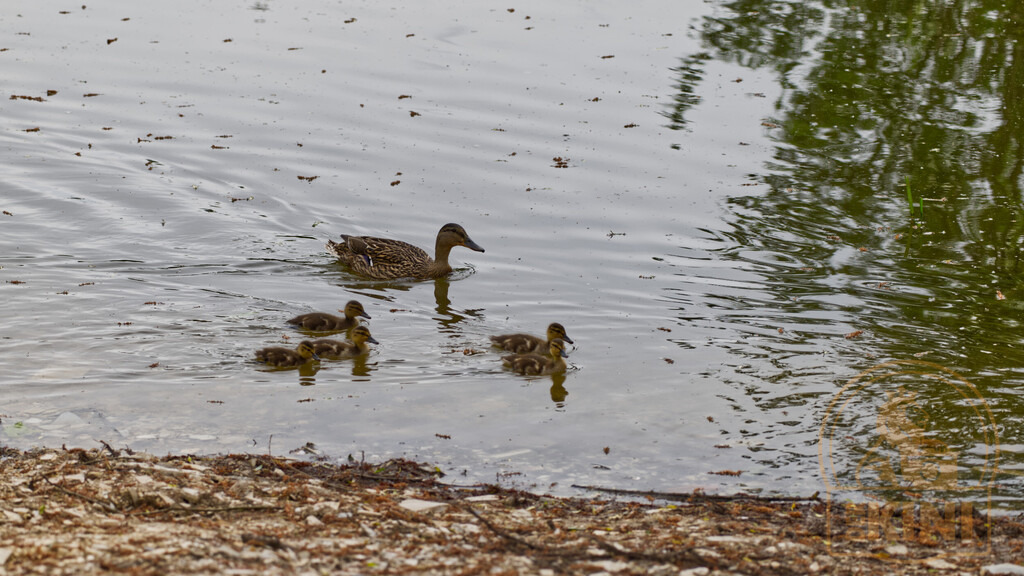 P1341062-1 | Foto, Natur, Tiere, Urlaub, Georgien,  - Realisiert mit Pictrs.com
