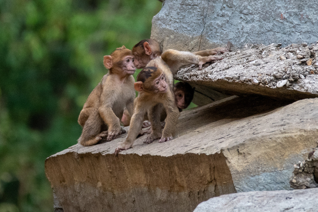 Safariland Stukenbrock | #safarilandstukenbrock #freizeitparkinfos #tiere #animals #fotografie #nikon #nikondaily #nikonswitzerland #nikongermany #natur #landschaft #landscape - Realisiert mit Pictrs.com