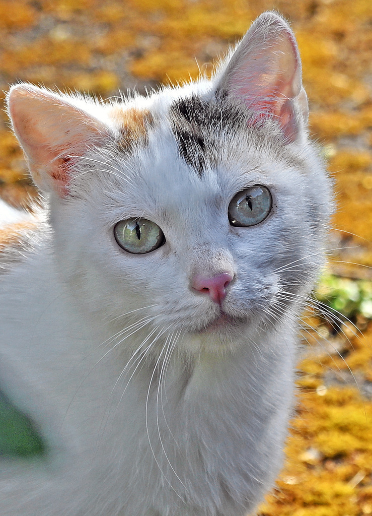 Katzen07h | lucisnaturbilder - Realisiert mit Pictrs.com