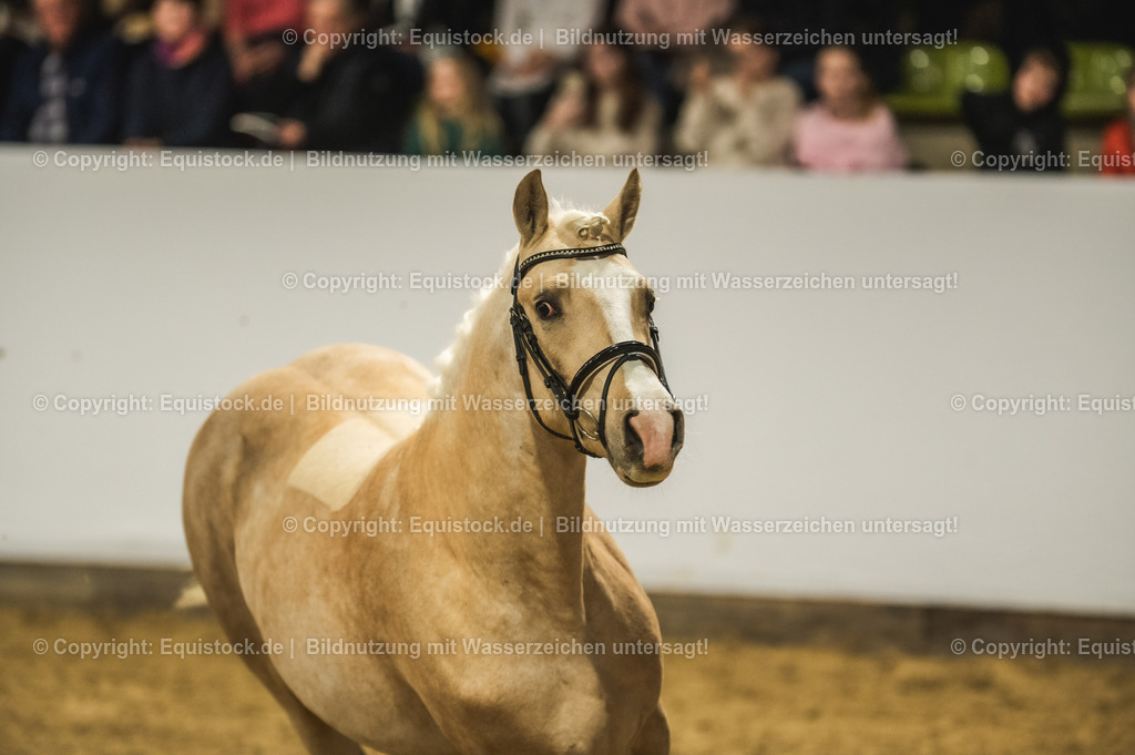 20240302_Hengstvorstellung_Marbach_TOMsPiC_0834-2 | equistock