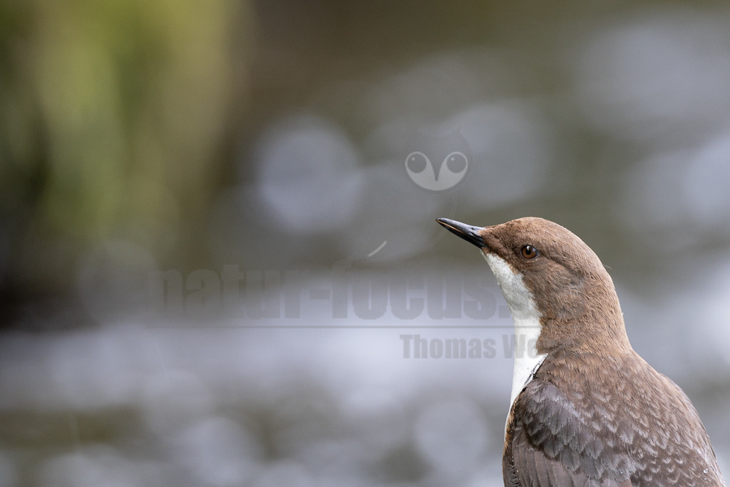 R6M32600_20260502 | Eine Wasseramsel (Cinclus cinclus) ist in Nahaufnahme zu sehen, wie sie nach links oben blickt. Ihr Gefieder ist überwiegend braun, mit einer markanten weißen Brust und Kehle. Der Hintergrund ist unscharf und zeigt verschwommenes Wasser und grüne Vegetation. - Realisiert mit Pictrs.com