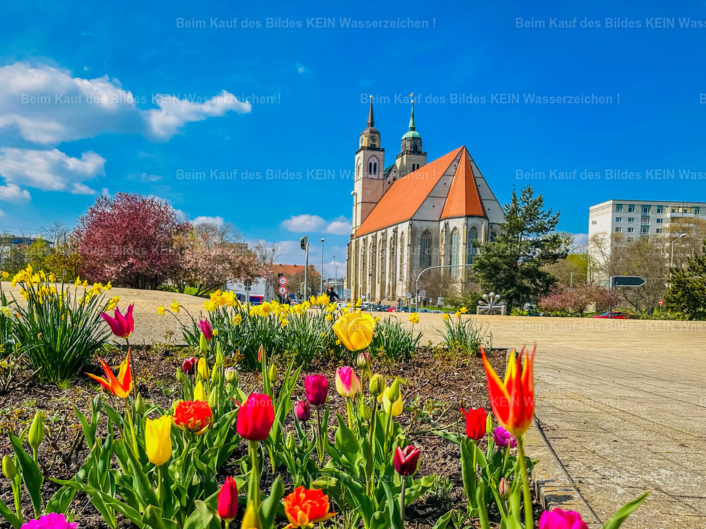 Frühling in Magdeburg - Elbuferpromenade und Johanniskirche Petriförder-1786 | Johaniskirche im Frühling Magdeburg - Realisiert mit Pictrs.com