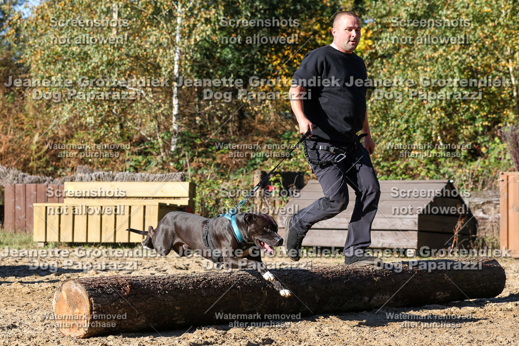 Dog Paparazzi - Strongdog 10-25-2080 | Dog Paparazzi Jeanette Grottendiek Fotografie & Videografie - Realisiert mit Pictrs.com