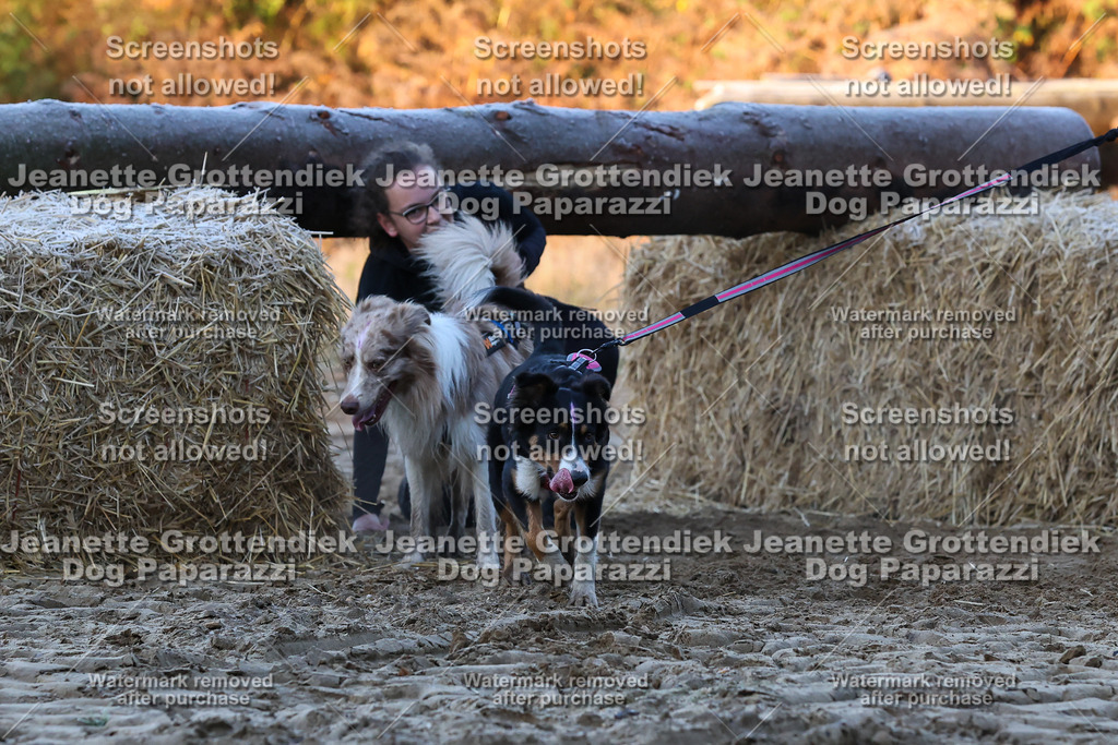 Dog Paparazzi - Strongdog 10-25-419 | Dog Paparazzi Jeanette Grottendiek Fotografie & Videografie - Realisiert mit Pictrs.com