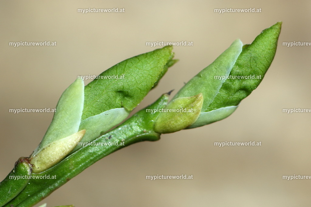 Heidelbeere-005 | Das Bilderarchiv über Tiere, Planzen und Landschaften. In der Bilddatenbank finden Sie ein große Auswahl an hochwertigen Bilder für Ihre Werbung - Realized with Pictrs.com