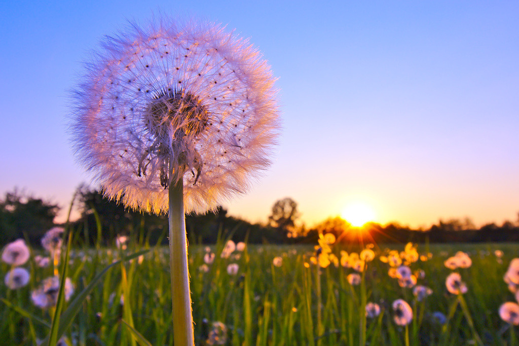 Pusteblume im Sonnenuntergang | Exklusive Wandbilder, Puzzle, Tassen und Acrylblöcke kaufen - Realisiert mit Pictrs.com