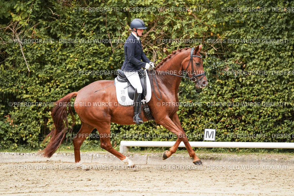 DSC09384 | Pferdegrafie