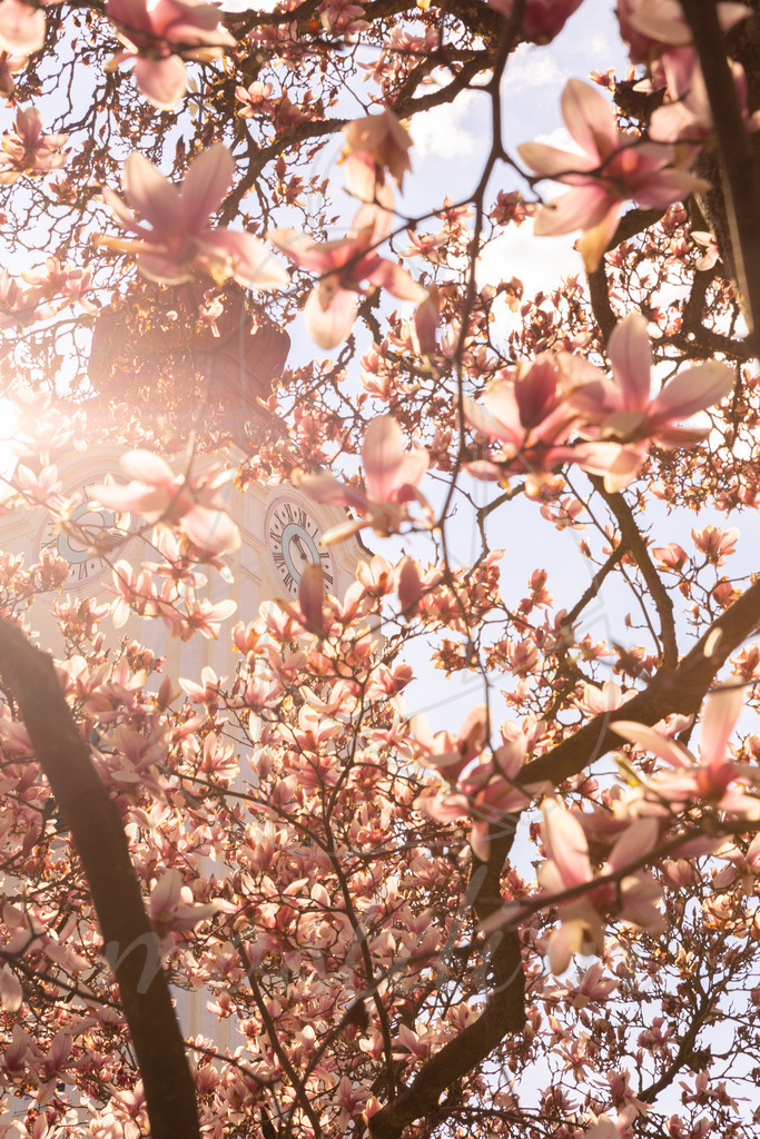 Waidhofner Magnolientraum | Magnolien in Waidhofen an der Ybbs. Wundervolles Sonnenlicht lasst den Magnolienbaum wunderbar leuchten.  - Realisiert mit Pictrs.com