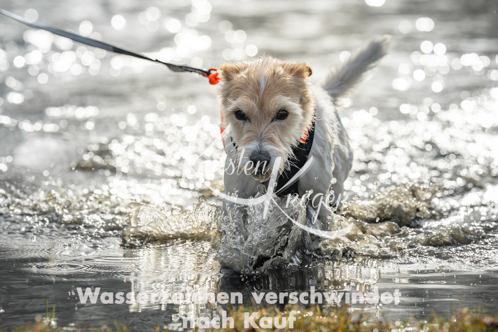0951_ZZ94389 | kk-dogfotos