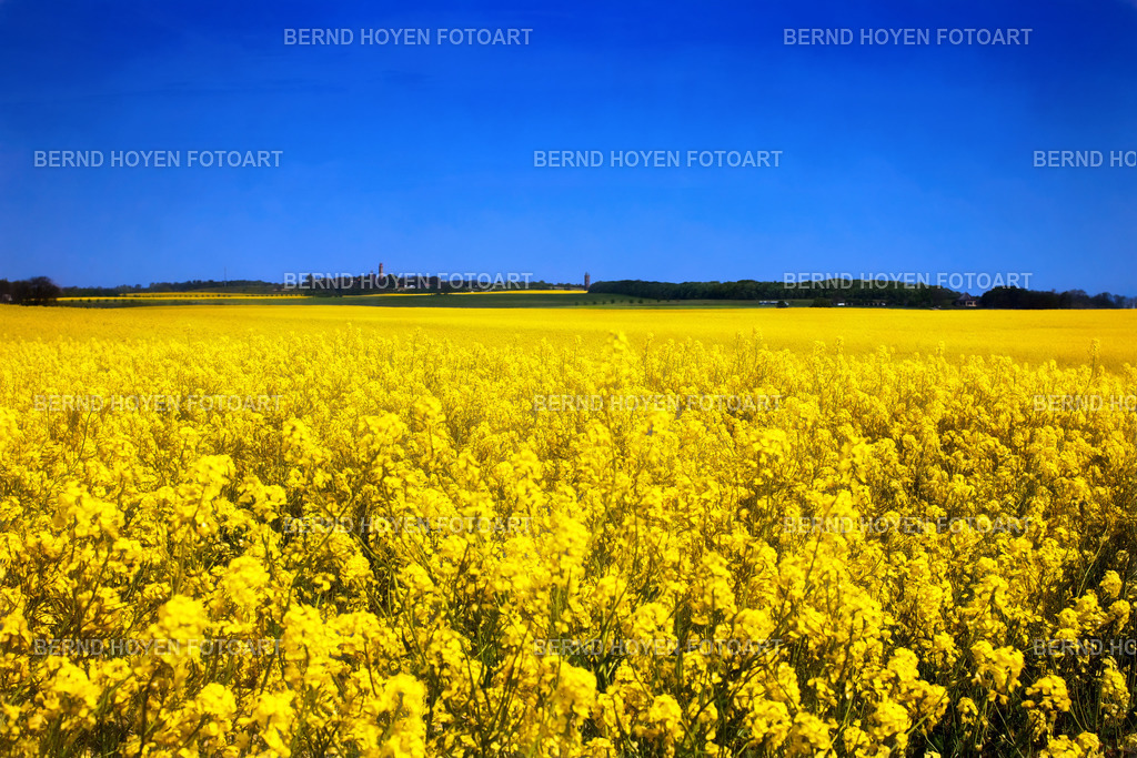 rhapsody in blue and yellow | Foto an der Ostseeküste (Kap Arkona, Rügen), Deutschland. Die Aufnahme der schönen Rapsfelder habe ich nur leicht nachbearbeitet. | Photo on the Baltic Sea coast (Kap Arkona, Rügen), Germany. I only slightly reworked the shot of the beautiful rape fields. - Realisiert mit Pictrs.com