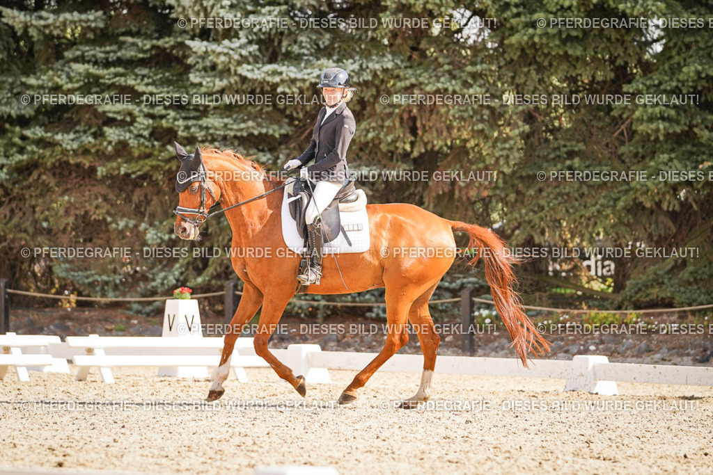 DSC00733 | Pferdegrafie