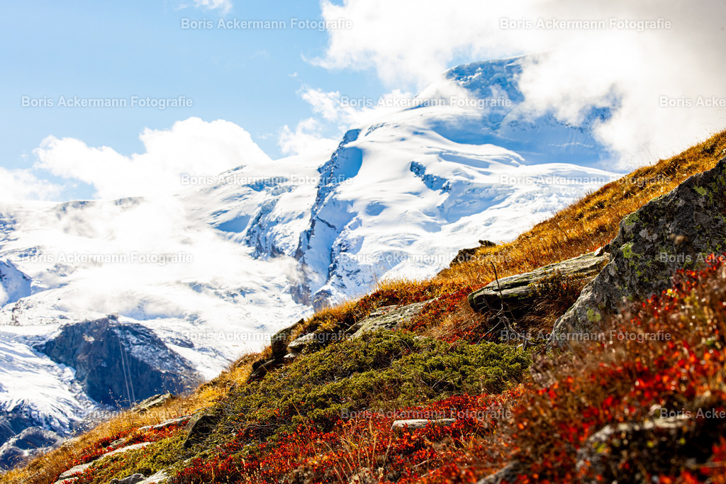 Herbstfarben | Der Herbst auf dem Berg in allen Farben. Im Hintergrund der Alphubel. 