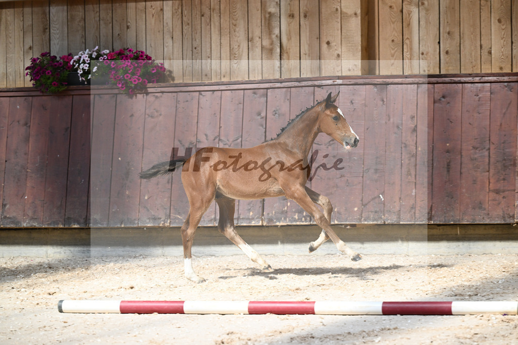 Kat-Nr. 20 HF Cullinan du Borget B x Vivant v d Heffinck_Gindhart_32240153 | hf-fotografie - Realizzato con Pictrs.com